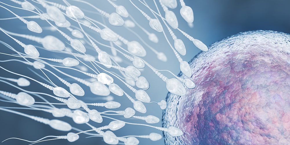 Illustration of sperm and egg cell