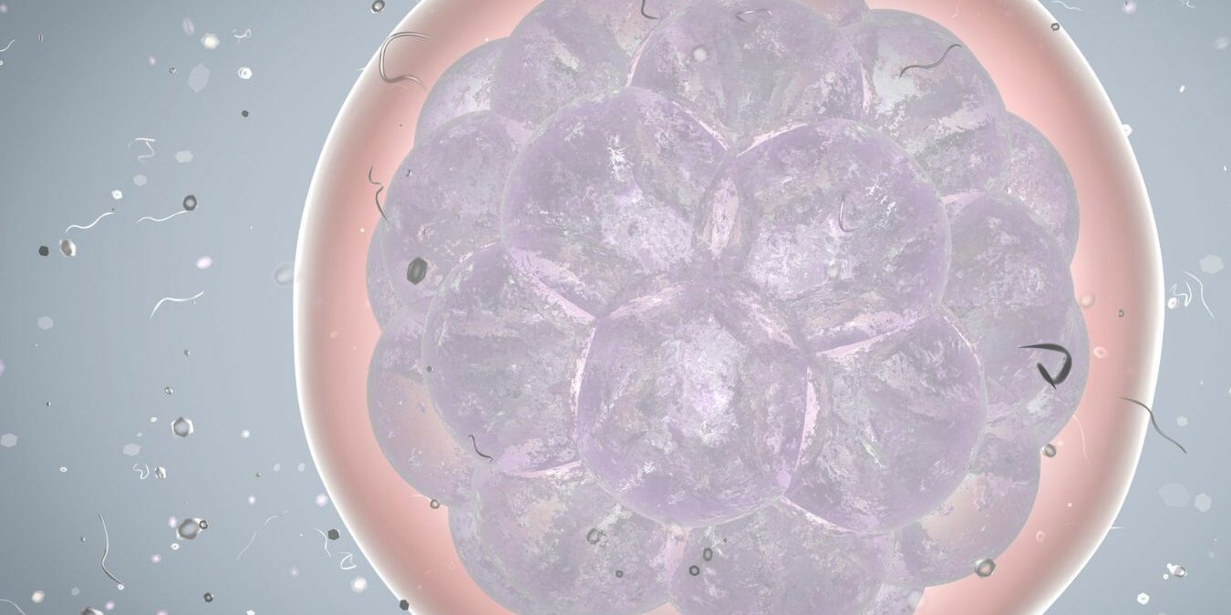 Cópia de Nutrição Embrião CITI abril23 (1350 × 1080 px)